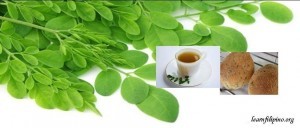 Moringa or Malunggay