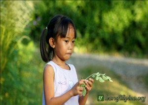 Philippines is known of growing Moringa