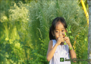 A girl from the Philippines picking Moringa.