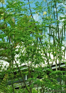 Filipinos in Hawaii love to grow Moringa