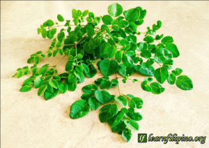 Grow a moringa in cold climates like Colorado