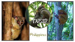 Tarsier, Philippines