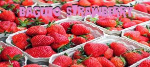 Strawberry in Baguio