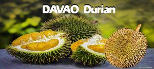 Davao Durian