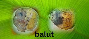 Philippines Street Foods - Balut