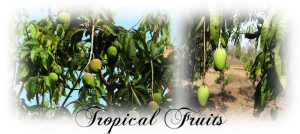 Tropical Fruits Philippines